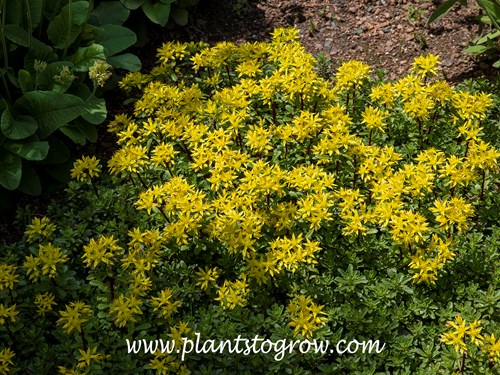 Weihenstephaner Gold Sedum (Phedimus kamtschaticus var floriferus)